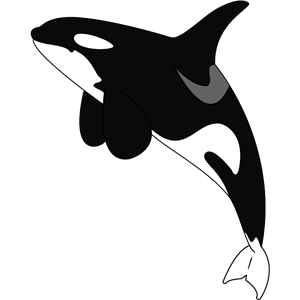Killer whale PNG-71255